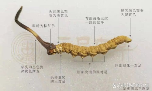 苍耳子鼻炎胶囊联合用药-苍耳子鼻炎胶囊 的禁忌网 - 为你提供苍耳子鼻炎胶囊 的禁忌是什么、苍耳子鼻炎胶囊能长期服用吗