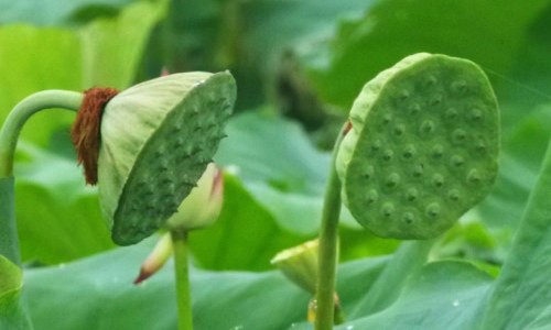 苍耳子鼻炎胶囊联合用药-苍耳子鼻炎胶囊 的禁忌网 - 为你提供苍耳子鼻炎胶囊 的禁忌是什么、苍耳子鼻炎胶囊能长期服用吗